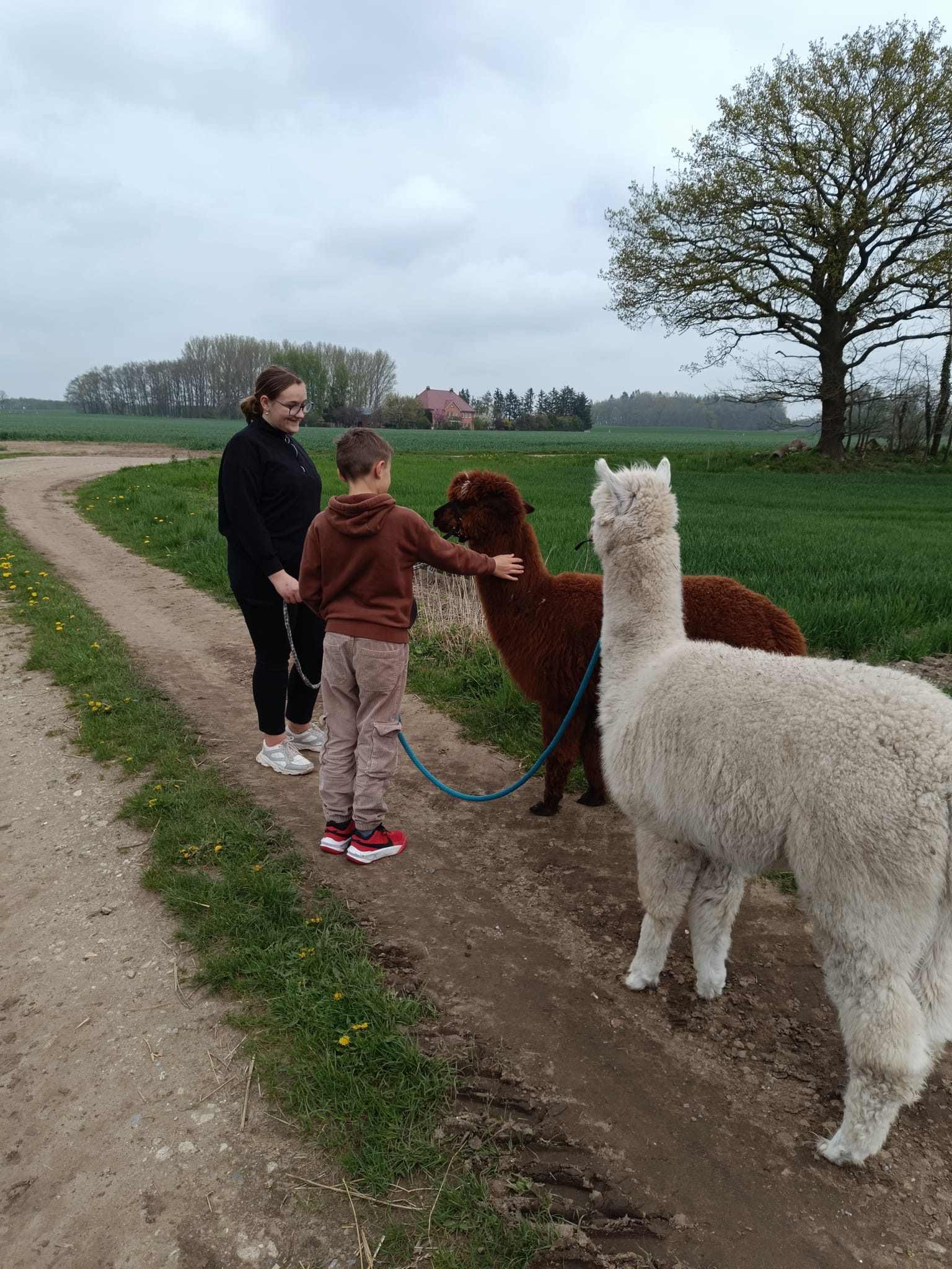 Kind führt Alpaka auf der GeniusFarm