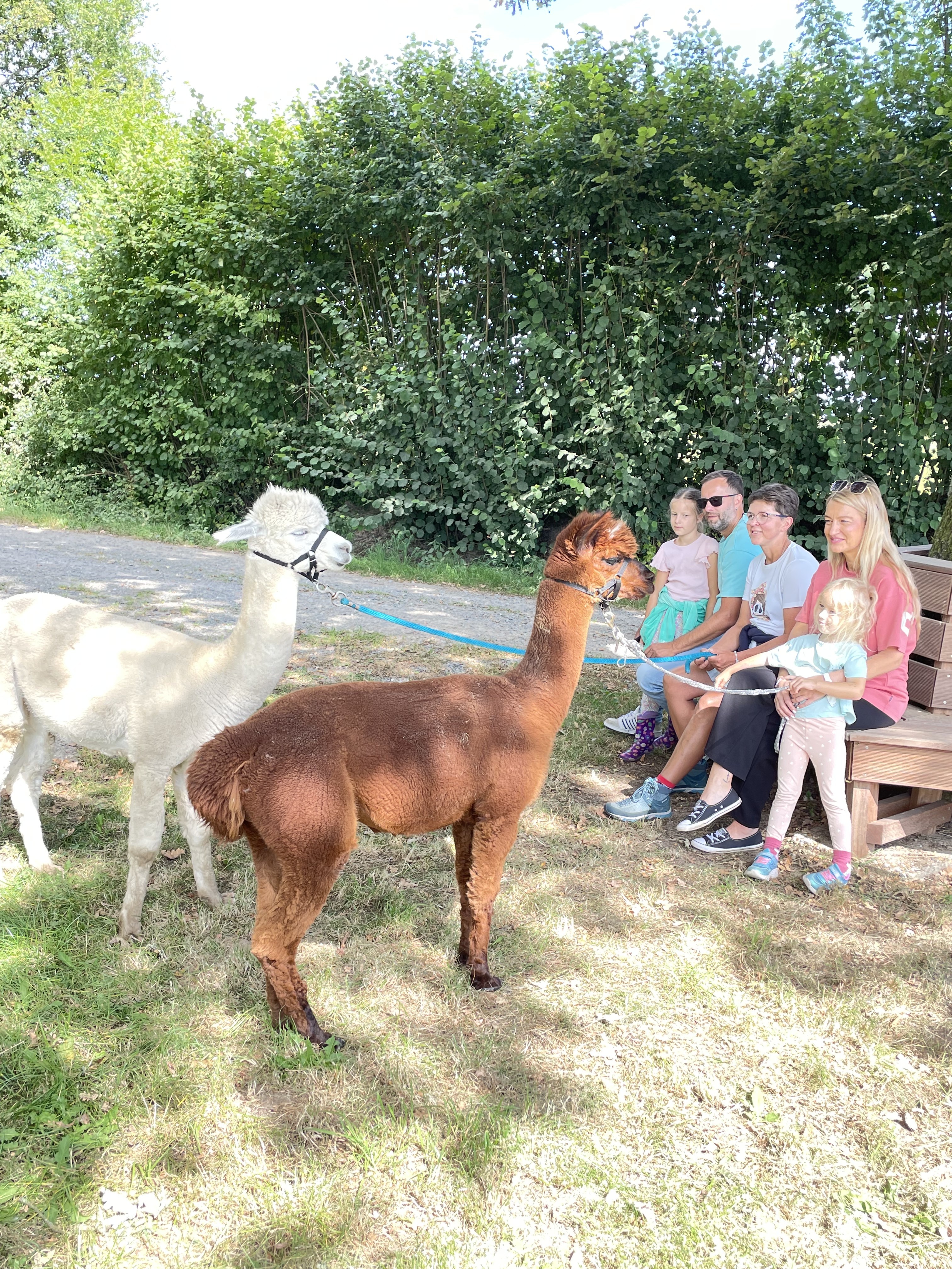 Familienauszeit bei den Alpakas