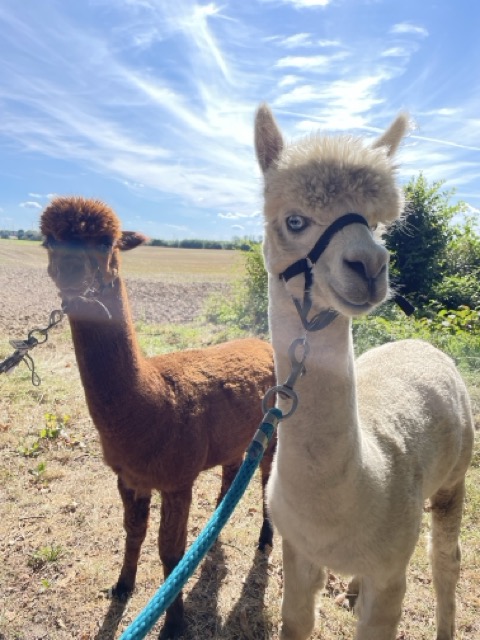 Die beiden Alpakas Prinz und Camillo auf der Weide