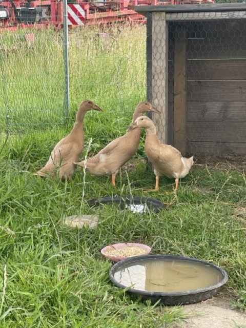 Laufenten im Gras auf der GeniusFarm