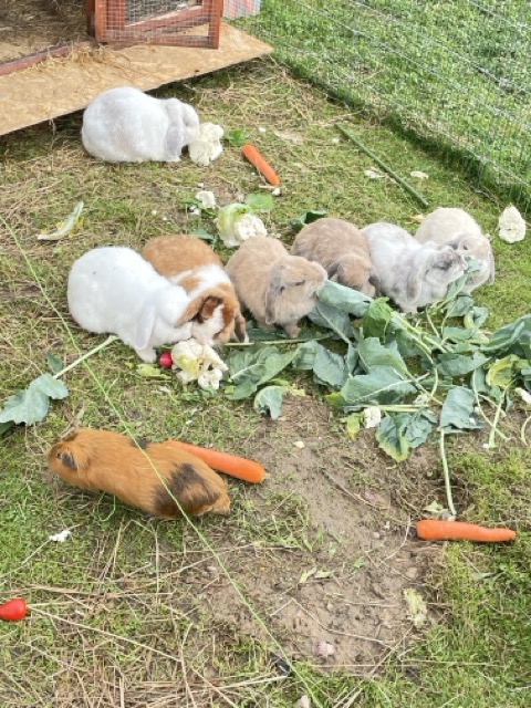 Kaninchen und Meerschweinchen beim Fressen von Gemüse
